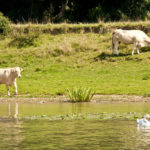 Obere Saône, Charolais-Rinder baden in der Saône