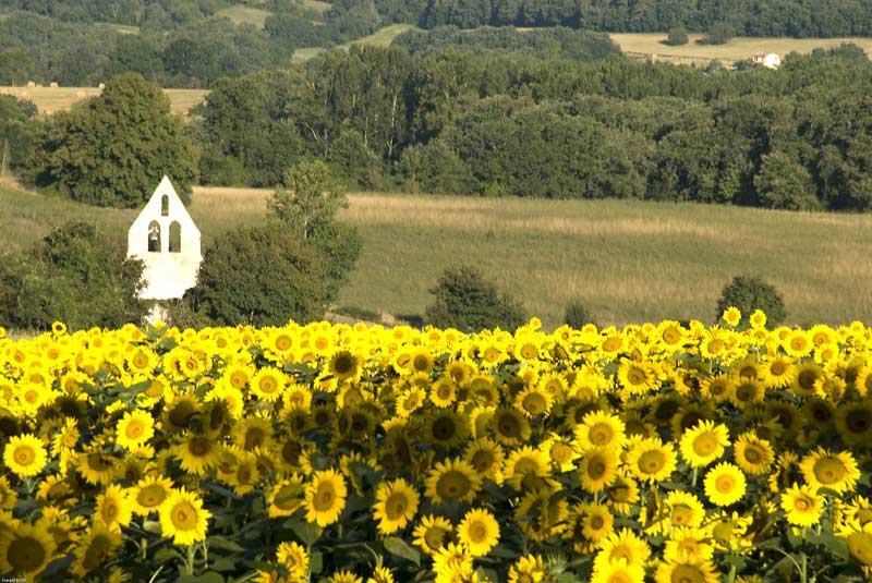 Sonnenblumenfeld in Aquitanien