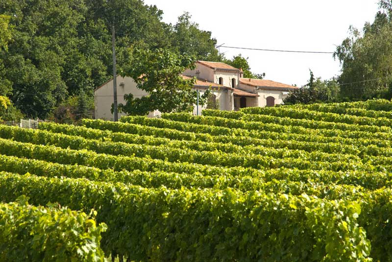 Weinbau, Charente