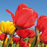 Führerscheinfreie Hausboote mieten zur Tulpenblüte in Holland